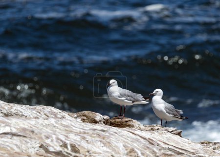 Hartlaubs gull (Chroicocephalus hartlaubii). Two seagulls (Larus) couple birds stand on stone against the background of blue ocean or sea. South Africa seascape, natural vacation wallpaper, copy space