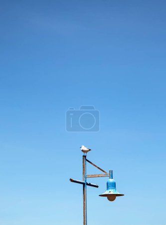 Hartlauba gull, Chroicocephalus hartlaubii. Seagull standing on a lamppost against the background of blue sky. South Africa marine, copy space