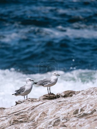 Hartlauba gull, Chroicocephalus hartlaubii. Two gulls, couple of birds stand on rock against background of blue ocean, sea breeze. South Africa marine landscape, natural vacation wallpaper, copy space
