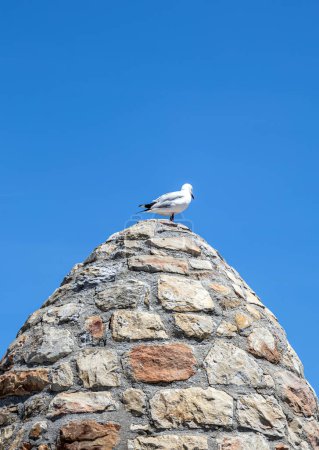 Hartlauba gull, Chroicocephalus hartlaubii. Seagull stands on an ancient stone tower against the background of blue sky. South Africa marine, copy space