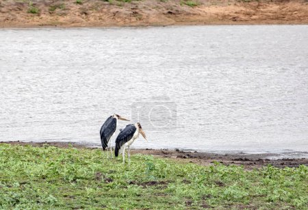 Couple of Marabou stork, Leptoptilos crumeniferus, on lake shore. Two African marabou birds, South Africa, Kruger National Park. Animals wildlife savanna, natural habitat wallpaper. Exotic bird safari