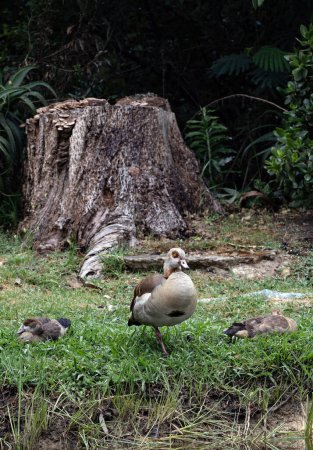 Three Egyptian (Nile) goose resting on the lawn, Alopochen aegyptiaca in natural habitat. African bird, invasive animal. South Africa, Kruger national park