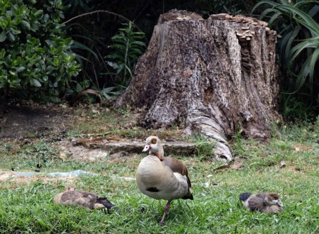 Tres ganso egipcio (Nilo) descansando en el césped, Alopochen aegyptiaca en hábitat natural. Aves africanas, animales invasores. Sudafrica