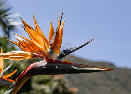 Foto de Primer plano Strelitzia reginae, Paradise Bird flor sobre el telón de fondo de una colina y el cielo azul. Flores africanas. Flora of South Africa. Increíble creación de la naturaleza, planta de flor, jardín botánico - Imagen libre de derechos