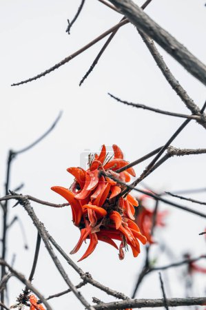 Erythrina caffra flower, corallodendron. African flora, Coral blooming tree, two big bright red orange flowers. Spring october in South Africa. Trees collection. Unusual beautiful exotic tree