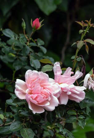 Rosa Felicia Albertine. Zwei blühende Knospen Rosen Morgengruss, umgeben von grünem Laub eines Busches, im Garten. Lachsrosa Blüten, Nahaufnahme botanischer Hintergrund