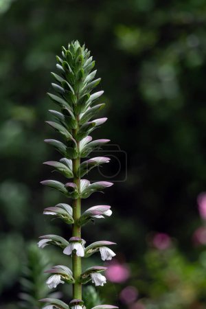 Photo for Acanthus mollis, Acanthaceae flower in botanical garden. Dark green background, purple blooming flowers close up. acanthus spinosus - Royalty Free Image