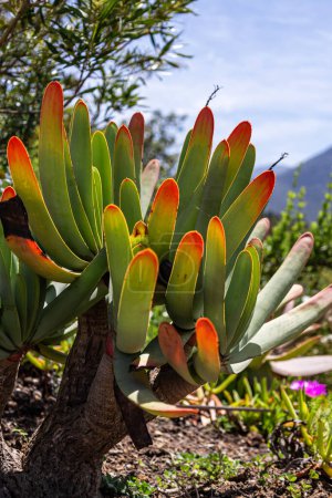 Aloe plicatilis, fan aloe grows in nature. Shrub with large green orange leaves. South Africa plants. Colorful plant wallpaper