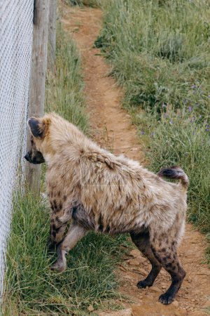 spotted hyena walking along the path and looking through the mesh fence in a rehabilitation zoo in South Africa. Animals protection, wild animal in captivity