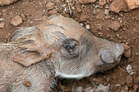 Primer plano de cabeza de recién nacido warthog. Bebé recién nacido de Warthog común. Vida silvestre animal, safari en Sudáfrica. Phacochoerus africanus en la naturaleza salvaje. Continuación de la descendencia. Parque Nacional Kruger