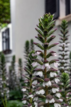 Photo for Acanthus mollis, Acanthaceae flower in backyard garden. white purple blooming flowers close up. acanthus spinosus. - Royalty Free Image