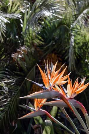 Foto de Flores africanas. Strelitzia reginae, Paradise Bird flor sobre el telón de fondo de una colina y el cielo azul. Flora de Sudáfrica. Increíble creación de la naturaleza, planta de flor, fondo de pantalla botánica, fondo de palma - Imagen libre de derechos