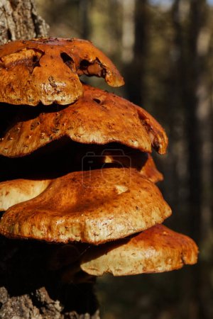 Group of Forest brown mushrooms growing on a birch tree, close up. Autumn time, harvesting wild crops. tinder fungus. Beautiful sunset light. Natural Botanical background. Wild plants in nature