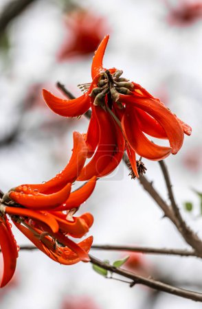 Big coral red flower of Erythrina caffra, corallodendron. African flora, Coral blooming tree, bright orange flowers. Spring october in South Africa. Unusual beautiful exotic tree