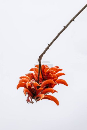 Red flower Erythrina caffra, corallodendron. African flora, Coral blooming bright orange flowers. October in South Africa. Unusual beautiful exotic tree, botanical minimalism wallpaper. Design element, 
