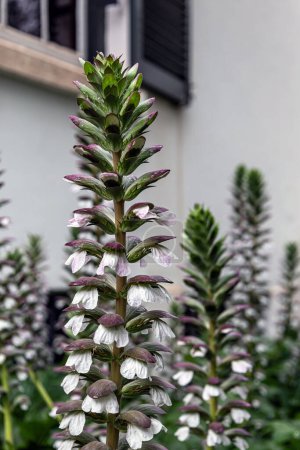 Photo for Acanthaceae, Acanthus mollis flowers in backyard garden. white purple blooming flower close up. acanthus spinosus. Bears foot plant - Royalty Free Image
