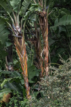 Botany wallpapper, Strelitzia nicolai, giant white paradise bird plant, wild banana plant with white flower, palm background. Exotic tropical plants. Palm trees, jungle