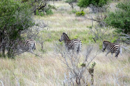Three african zebras walks among green trees and bushes in savannah. Safari in Kruger National Park, South Africa. Animals wildlife background, wild nature. Burchells Zebra, Equus burchelli 