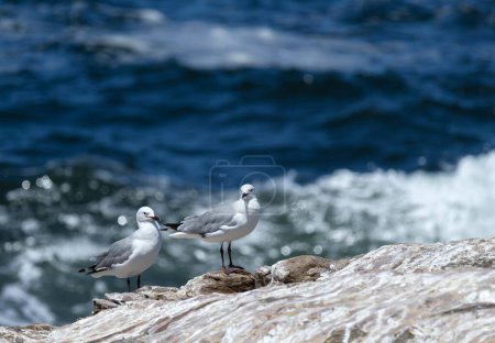 Two gulls, couple of birds stand on rock against background of blue ocean, sea cost. Hartlauba gull, Chroicocephalus hartlaubii. South Africa marine landscape, natural vacation wallpaper, copy space