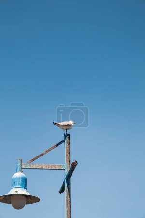 Mouette debout sur un lampadaire sur le fond du ciel bleu. Mouette Hartlauba, Chroicocephalus hartlaubii. Afrique du Sud marine, espace de copie