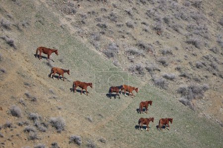 a herd of horses grazing freely, going down the hillside. Livestock on free range. Mountain slope. Organic farm, graze animal farming, agriculture. horse, view from above