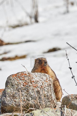 Wachsames, pelziges Alpenmurmeltier in naturbelassenem, schneebedecktem Lebensraum, zeigt inmitten seiner wachsamen Natur. Murmeltier wachsames Verhalten, clevere Tarnung zwischen Felsen und Flechten. Höhenumgebung alpine Fauna