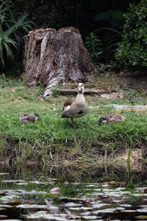 Drei ägyptische (Nil-) Gänse ruhen auf dem Rasen, Alopochen aegyptiaca in natürlichem Lebensraum. Afrikanischer Vogel, invasives Tier. Südafrika