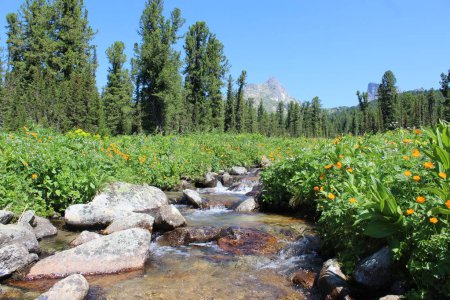 Fresh Mountain stream in a field of orange flowers Trollius asiaticus and evergreen trees, Ergaki nature park. Creek Source of drinking water on a hike. summer landscape, shallow water