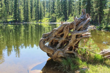 Gebogene Wurzeln eines umgestürzten, trockenen Baumes am Ufer eines Teiches in einem Zedernwald. Bergbär (Medvezhye) -See im Naturpark Ergaki, Sibirien, Region Krasnojarsk, Russland. Sommerlandschaft, Spiegelung