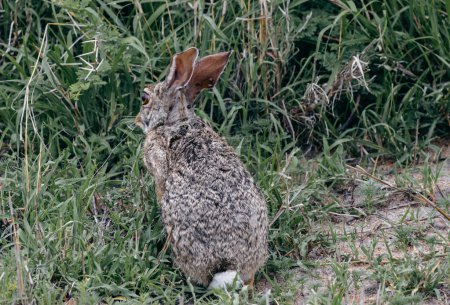 Bloated mites feed on animals. Sick wild hare infected with ticks attached to its ears. Animal survival in wild nature. Kruger National Park, Safari in South Africa. Green grass background wildlife
