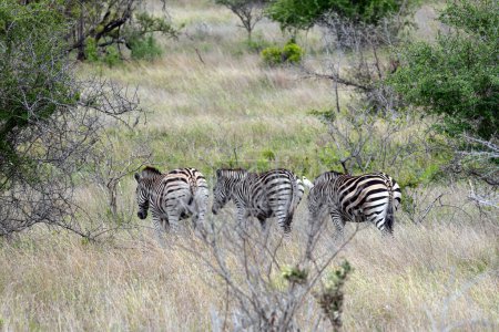 Safari im Kruger Nationalpark, Südafrika. Drei afrikanische Zebras spazieren zwischen grünen Bäumen und Büschen in der Savanne. Tiere Tierwelt Hintergrund, wilde Natur. Burchells Zebra, Equus burchelli 
