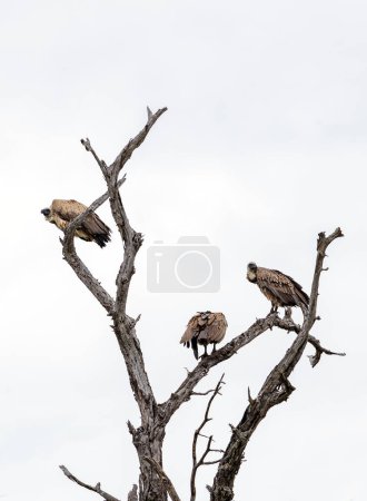 White-backed African vulture on dry branch in forest. Kruger National Park, South Africa. Animal wildlife bird background. Safari at savanna. Three birds on tree