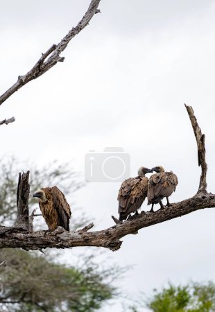 Three big birds on tree. White-backed African vulture on dry branch in forest. Kruger National Park, South Africa. Animal wildlife bird background. Safari at savanna