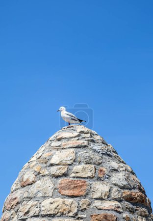 La mouette se dresse sur une ancienne tour de pierre sur fond de ciel bleu. Mouette Hartlauba, Chroicocephalus hartlaubii. Afrique du Sud marine, espace de copie