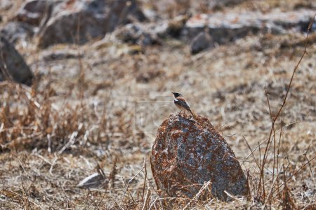 Rufous-backed Redstart, Phoenicurus erythronotus. Bird stands on red stone surrounded dry grass in natural habitat. plumage blending in with muted colors of environment, provides excellent camouflage