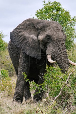 elefante africano se encuentra entre los árboles y arbustos en hábitat natural, sabana. orejas grandes, colmillos prominentes, piel rugosa y arrugada son claramente visibles. cielo nublado, día nublado. Sudáfrica, Kruger park