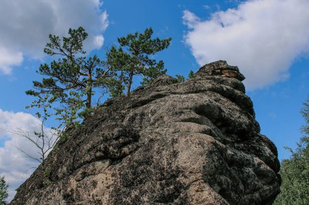 Los árboles de coníferas crecen en la cima de una roca sienita. Poder de la naturaleza pino creciendo en una piedra