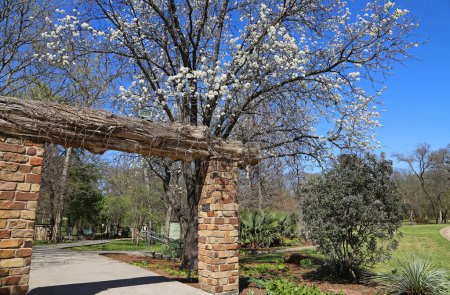 Foto de La puerta y el árbol en flor - Fort Worth Botanic Garden, Texas - Imagen libre de derechos