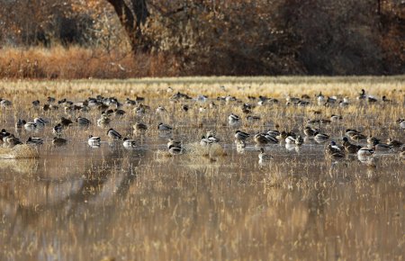 Canards dans les zones humides - Bosque del Apache National Wildlife Refuge, Nouveau-Mexique