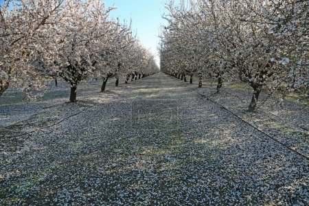 Landscape in Almond orchard - Blossom Trail, Fresno California