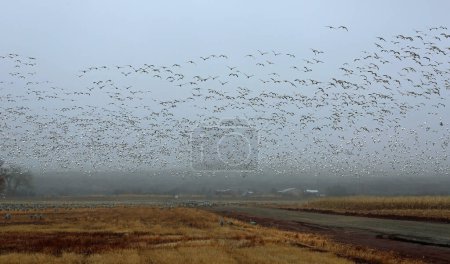 Large flock of snow geese - Bernardo Wildlife Refuge, New Mexico