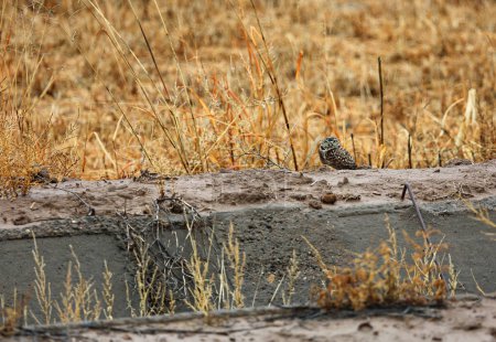 Rare western screech owl in Bosque del Apache National Wildlife Refuge, New Mexico