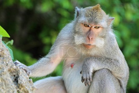 Long-tailed macaque monkey, Bali, Indonesia