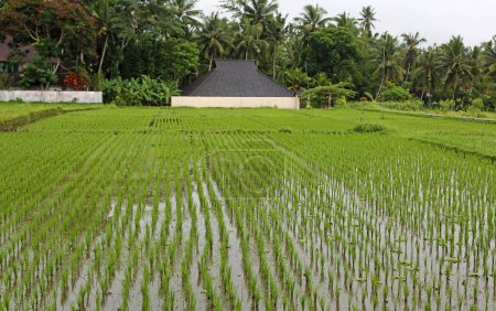 Rice farm - Tegalalang Rice Terrace, Bali, Indonesia