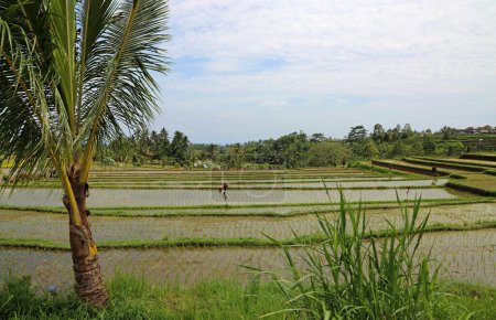 Palmeraie et plantation de riz - Jatiluwih Rice Terraces, Bali, Indonésie