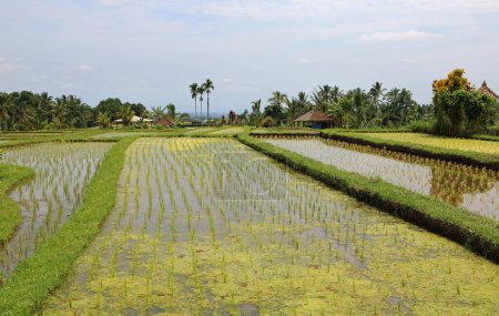 Paysage dans la plantation de riz - Jatiluwih Rice Terraces, Bali, Indonésie