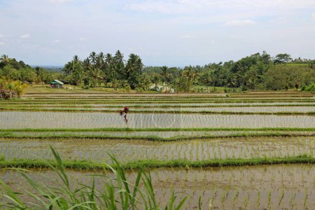rizière tropicale - Jatiluwih Rice Terraces, Bali, Indonésie