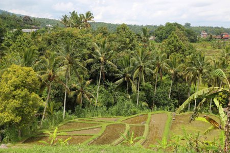 Palmiers et terrasses - Jatiluwih Rice Terraces, Bali, Indonésie