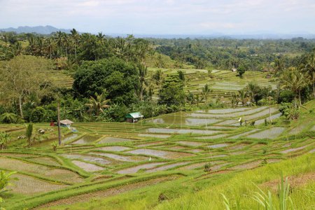 Terrasses de riz - Terrasses de riz Jatiluwih, Bali, Indonésie