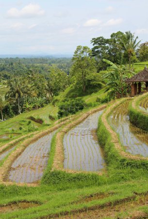 Terrasses de riz verticales - Jatiluwih Rice Terraces, Bali, Indonésie
